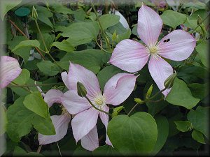 Clematis photograph