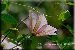 Clematis photograph