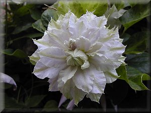 Clematis photograph