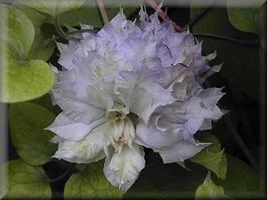 Clematis photograph