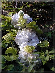 Clematis photograph