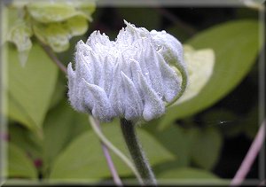 Clematis photograph