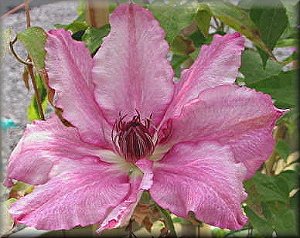 Clematis photograph