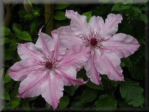 Clematis photograph