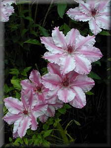 Clematis photograph