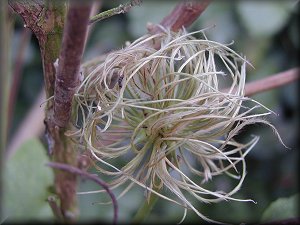 Clematis photograph