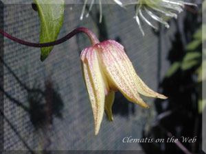 Clematis photograph