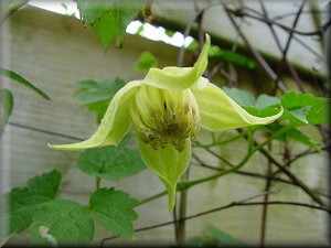 Clematis photograph