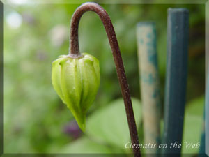 Clematis photograph