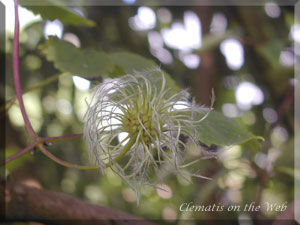 Clematis photograph