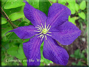 Clematis photograph