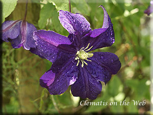 Clematis photograph