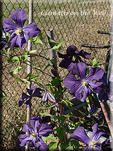 Clematis photograph