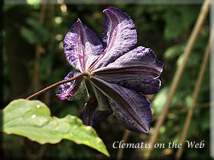 Clematis photograph