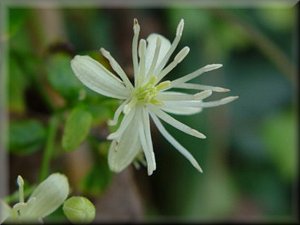 Clematis photograph