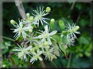 Clematis photograph