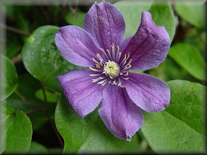 Clematis photograph