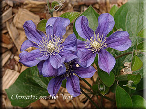 Clematis photograph