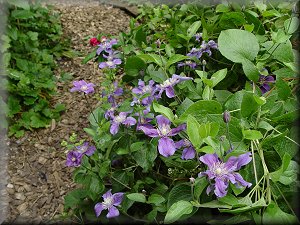 Clematis photograph