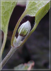 Clematis photograph