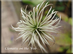 Clematis photograph