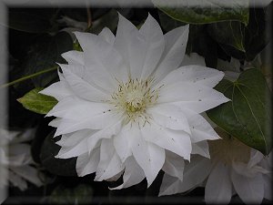 Clematis photograph