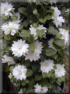 Clematis photograph