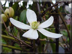 Clematis photograph