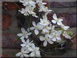 Clematis photograph