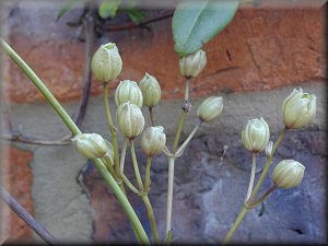 Clematis photograph