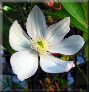 Clematis photograph