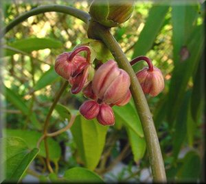 Clematis photograph