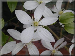 Clematis photograph