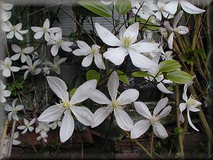 Clematis photograph