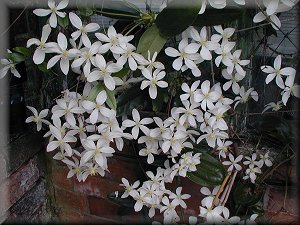 Clematis photograph