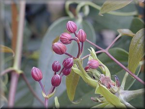 Clematis photograph