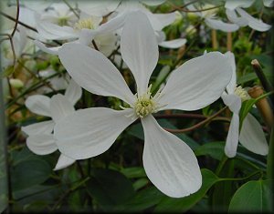 Clematis photograph