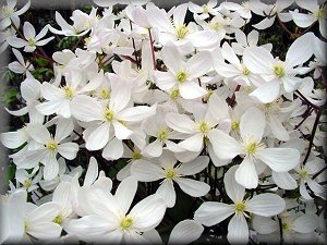 Clematis photograph