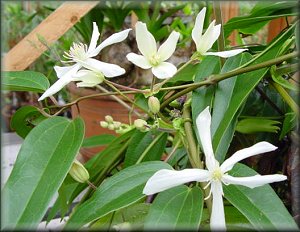 Clematis photograph