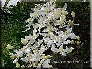 Clematis photograph