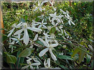 Clematis photograph