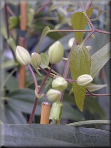 Clematis photograph