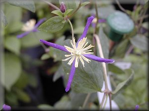 Clematis photograph