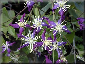 Clematis photograph