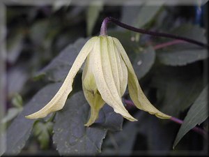 Clematis photograph