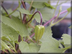 Clematis photograph