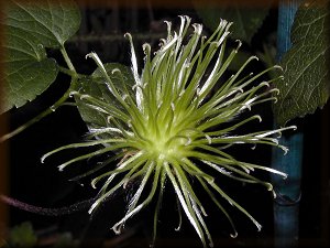 Clematis photograph