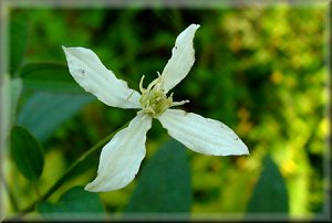 Clematis photograph