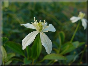 Clematis photograph