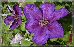 Clematis photograph